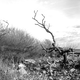 Image for article titled 27 Photos Of Barenaked Trees